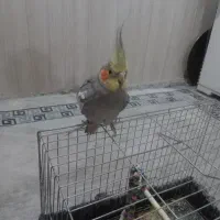 عروس هلندی