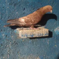کفتر