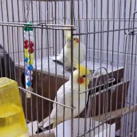 عروس هلندی|پرنده|زنجان, |دیوار