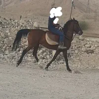 اسب|اسب و تجهیزات اسبسواری|بندر کنگان, |دیوار