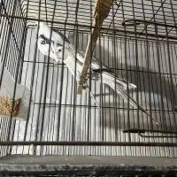 طوطی عروس|پرنده|ساری, |دیوار