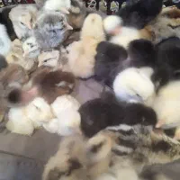 جوجه ۳ روزه محلی اصلاح نژادی