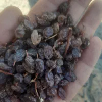 فروش کشمش و فخری دسته چین اینا وانگور دوشاب|خوردنی و آشامیدنی|ملکان, |دیوار