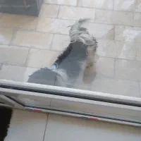 سگ یک ساله باهوش شیتزو|سگ|فردیس, قریشی|دیوار