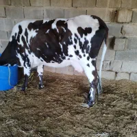 گاو خانگی|حیوانات مزرعه|بندر ماهشهر, |دیوار