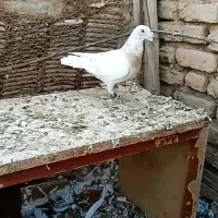 اوقون زرد نر