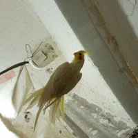 عروس لوتینو دستی ماده معاوضه با مرغ عشق،فنچ،کوتوله|پرنده|مشهد, شهرک مهر آباد|دیوار