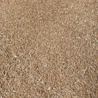 بذر گندم درجه یک