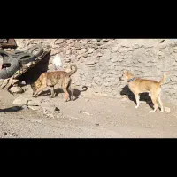 سگ گله|سگ|سلفچگان, |دیوار