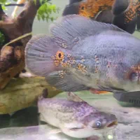 فروش ۳ عدد ماهی اسکار