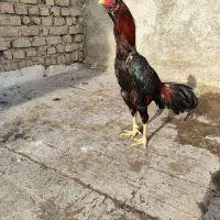 تخم لاری فروشی|حیوانات مزرعه|تهران, بوستان چیتگر|دیوار