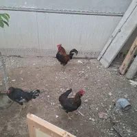 خروس فروش فوری
