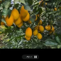 فروش مرکبات