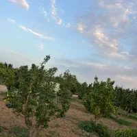 باغ میوه گلابی در شهر تاکستان|فروش زمین و ملک کلنگی|کرج, کلاک پایین|دیوار