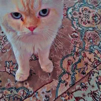 واگذاری گربه پرشین