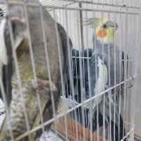 عروس هلندی بالغ ۴۹۰