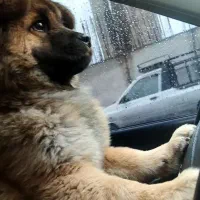 سگ چاو چاو|سگ|تهران, دولتخواه جنوبی|دیوار