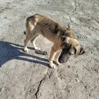 سگ ماده|سگ|ایواوغلی, |دیوار