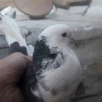 ۵ تا کفتر یا کبوتر باهم ۳۰۰ تومن