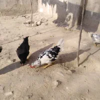 گلین