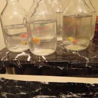 تلاریوم ویال|ماهی|تهران, گلچین|دیوار