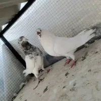 کفتر کبوتر