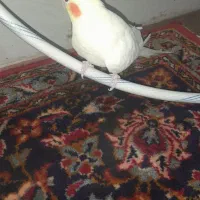 عروس هلندی