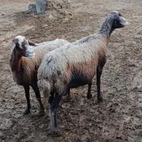 2راس میش خشک جهت پروار