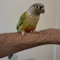 طوطی گرینچیک