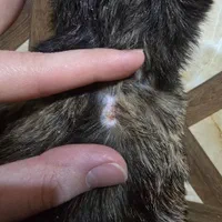 دامپزشک دامپزشکی سگ گربه پرنده زینتی عروس هلندی|خدمات آرایشگری و زیبایی|ارومیه, |دیوار