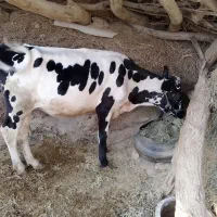 گوساله فروشی یکسال وخورده ایی برای مالداری
