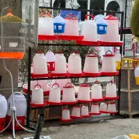 دانخوری و آبخوری مرغ جوجه کبوتر پالت کبوتر