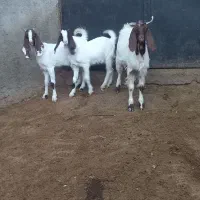 بزغاله نر ماده|حیوانات مزرعه|بروجرد, |دیوار