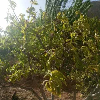 فروش زمین کشاورزی
