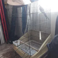 عروس هلندی|پرنده|کرج, مصباح|دیوار