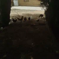 فروش بوقلمون