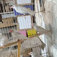 فنچ نرگسی|پرنده|بندرعباس, |دیوار