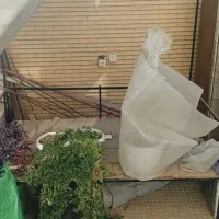 تخت قوهخانه