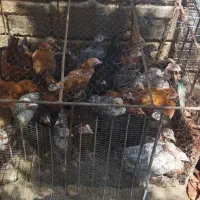 جوجه محلی اصیل بزرگ