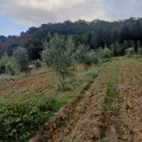 فروش زمین باغی درروستای بالاجاده جنب جنگل|فروش زمین و ملک کلنگی|کردکوی, |دیوار