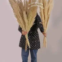 پامپاس گل خشک شب چله زیر قیمت بازار گل|گل مصنوعی|مشهد, امیر|دیوار