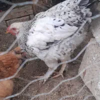 جوجه|حیوانات مزرعه|مشگین شهر, |دیوار