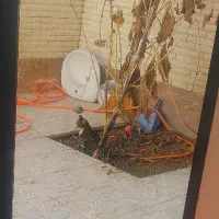 گربه ی خونگی|گربه|قوچان, |دیوار