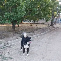 سگ‌قدر‌جونی