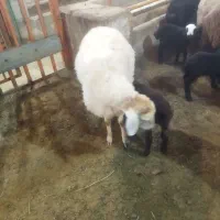 گوسفند مغانی جوان|حیوانات مزرعه|اردبیل, |دیوار