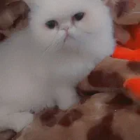 ۲ عدد گربه پرشین ماده