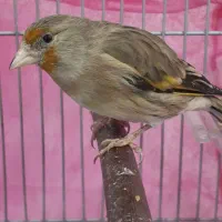 سهره قناری زیر دهن عالی