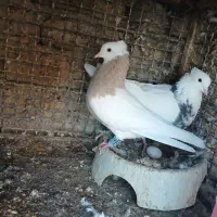 رنگی .کله .سینه .شهری .دم سفید|پرنده|خنج, |دیوار