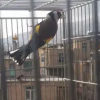 سهره نر و ماده وقناری مست جفت سهره