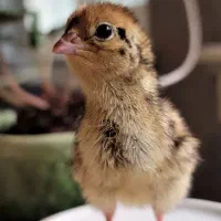 جوجه بلدرچین